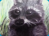 Raccoon 